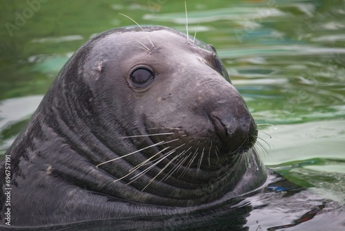 Baltic grey seal (Halichoerus grypus macrorhynchus) in the green water in a pool. photo