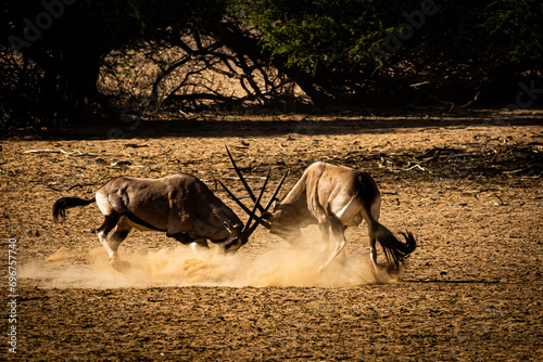 Fighting South African oryx (Oryx gazella) (Gemsbok) near Twee Rivieren in the Kgalagadi Transfrontier Park in the Kalahari photo