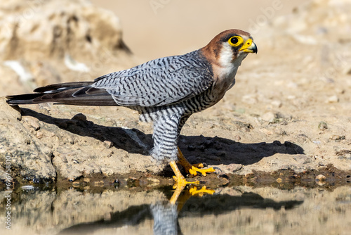 Lanner Falcon (Edelvalk) (Falco biarmicus) at Cubitje Quap in the Kgalagadi Transfrontier Park, Kalahari