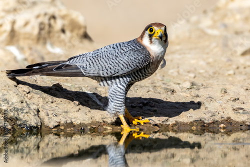 Lanner Falcon  Edelvalk   Falco biarmicus  at Cubitje Quap in the Kgalagadi Transfrontier Park  Kalahari