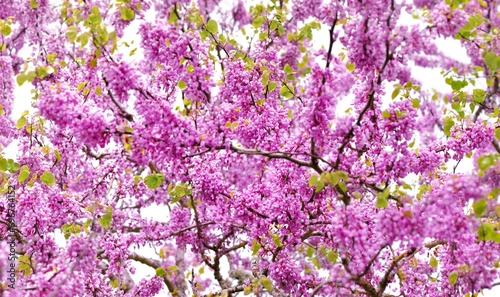 closeup on purple flowers of a judas tree blooming in branches