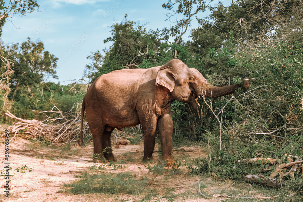 Obraz premium Safari trip.Wildlife safari.Eco travel in the jungle with wild animals elephants.Tropical tourism in the wild life of elephants.Road trip jungle,eco safari.Elephant wild life