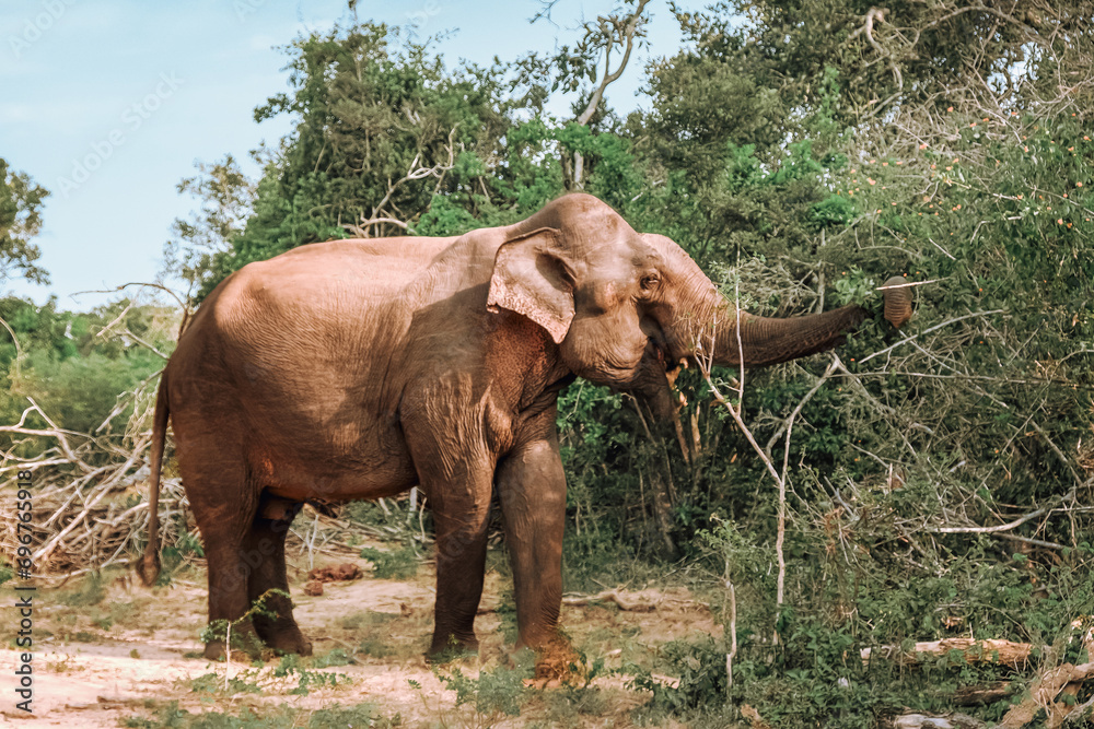 Obraz premium Safari trip.Wildlife safari.Eco travel in the jungle with wild animals elephants.Tropical tourism in the wild life of elephants.Road trip jungle,eco safari.Elephant wild life