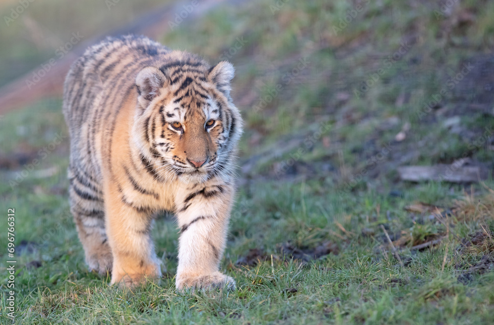 Obraz premium Junior amour tiger on the green grass