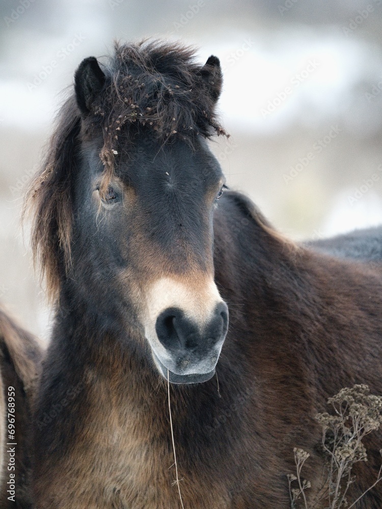 Close up photo of Exmoor pony with snowy background. Detail of head. Close up photo of Exmoor pony with snowy background. Detail of head.