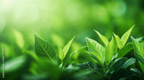 Green leaves abstract background