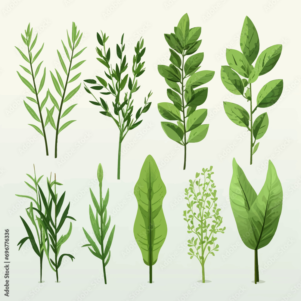 plant, leaf, green, isolated, white, nature, herb, bamboo, leaves, branch, tree, food, growth, fresh, spring, dill, rosemary, twig, stem, foliage, spice, vector, floral, flora, natural - obrazy, fototapety, plakaty 