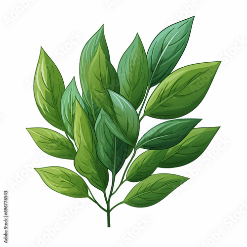 leaf, green, isolated, plant, nature, tree, leaves, branch, white, spring, foliage, fresh, flora, closeup, growth, macro, summer, beauty, botany, herb, natural, object, bay, floral, life