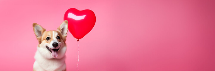 Cute corgi dog with a heart shaped balloon on pink panoramic background, fun love and Valentine's day web banner
