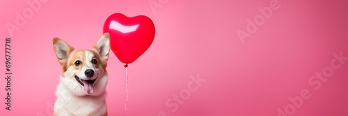 Cute corgi dog with a heart shaped balloon on pink panoramic background, fun love and Valentine's day web banner