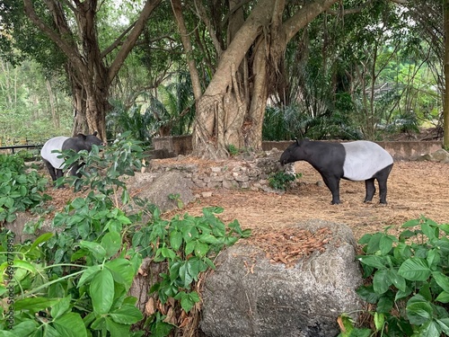 Photography Malayan tapir In the zoo, Asian Tapir, Asiatic Tapir, Oriental Tapir, Indian Tapir, Piebald Tapir, or Black-and-White Tapir, is the only living Tapir species outside of the Americas