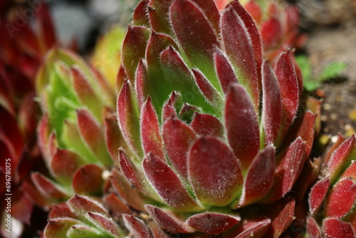 rojnik Rosie Sempervivum