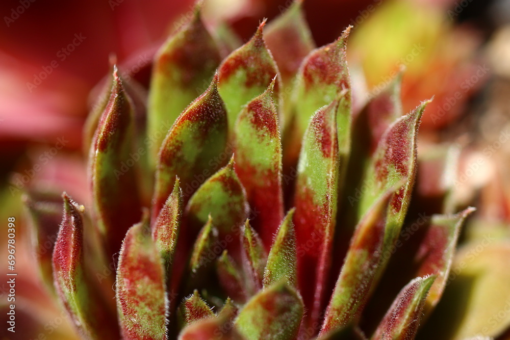 Sempervivum REGENSBURGER CLOWN rojnik