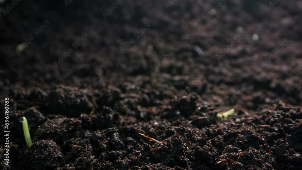 Timelapse background video of growing and sprouting wheat from the ground. The sprout of a blade of grass grows, the agricultural cultivation of cereals, the appearance of new life in nature. 