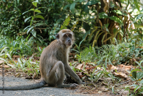 Monkey Sitting on Roadside Poses
