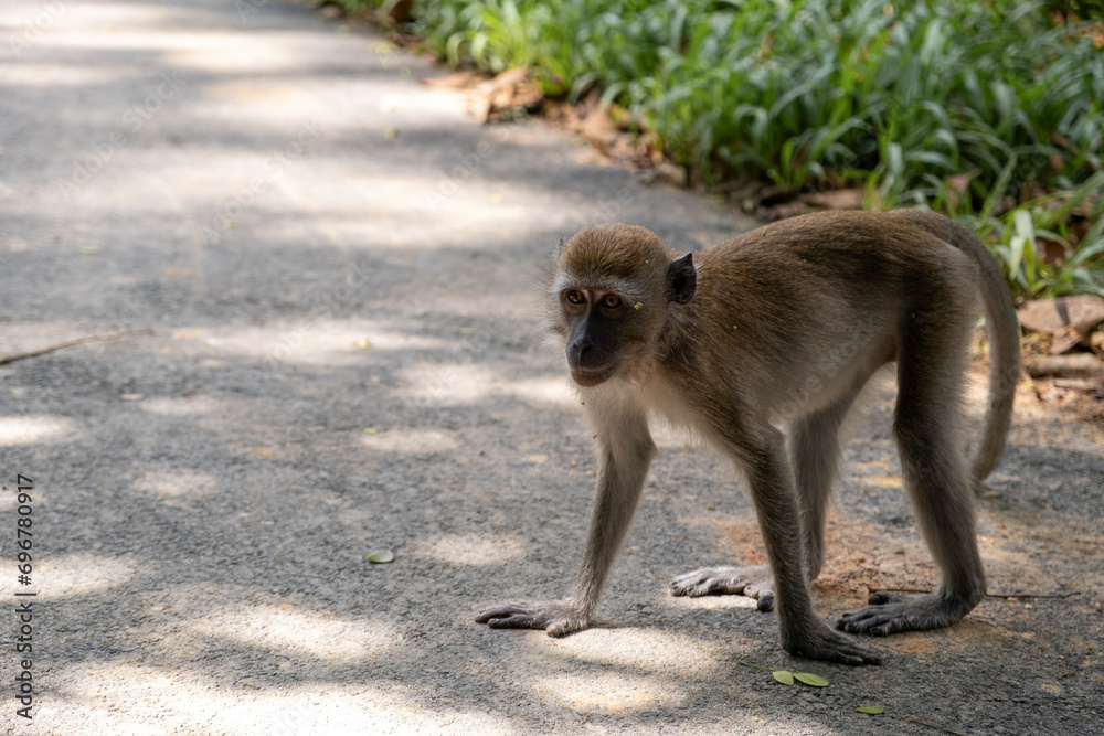 Monkey Stands on Roadside with Four Legs