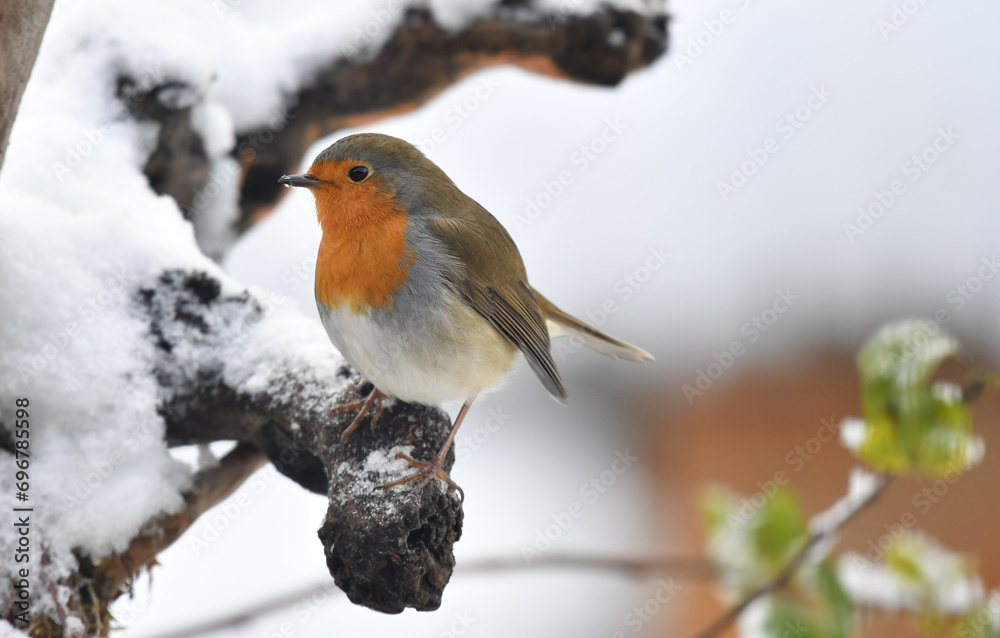 Fototapeta premium Rotkehlchen