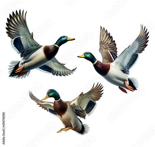 A set of Mallards flying on a transparent background photo