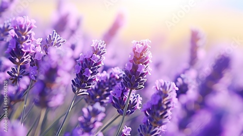 Lavender flowers close up  purple lavender field close up  abstract soft floral background. Soft focus. The concept of flowering  spring  summer  holiday. Great image for cards  banner   Generative AI
