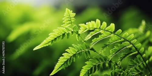 macro closeup of new curly young green leaves of soft fern Polystichum aculeatum evergreen species against forest background : Generative AI photo