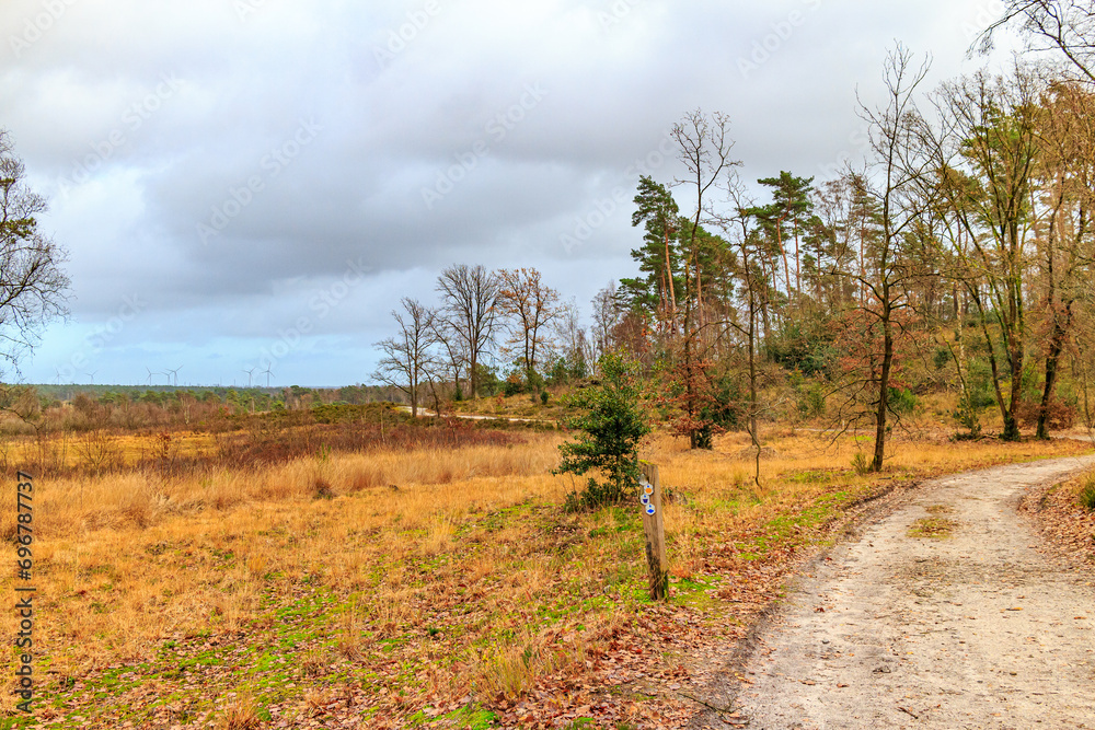 Autumn landscape with trail among plain countryside, heather and trees in background, Hoge Kempen national park, Lieteberg Zutendaal Limburg, Belgium