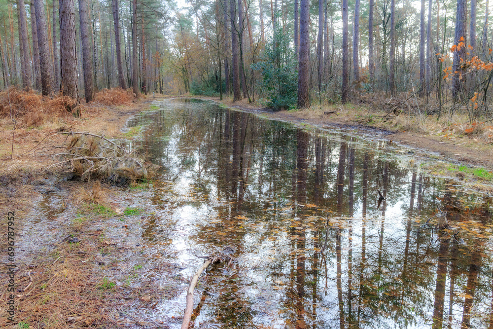 Frontal perspective of path flooded with stagnant rainwater, pine trees and wild vegetation, reflection in water surface, autumn day in Hoge Kempen national park, Lieteberg Zutendaal Limburg, Belgium