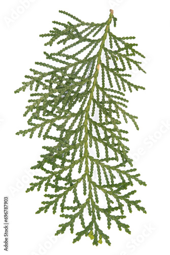 Closeup fresh green twigs thuja branches isolated on white background, Pine tree © Duang