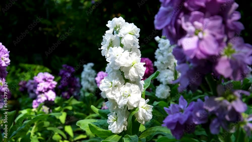 Beautiful white Bougainvillea flower Nature background The famous gardens of Butchert on Victoria Island. Canada. The Butchart Gardens Beautiful white Bougainvillea flower Nature background The famous gardens of Butchert on Victoria Island. Canada. The Butchart Gardens
