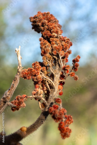 Fleurs de sumac de Virginie Rhus typhina photo