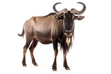 Wildebeest cut out and isolated on a white background