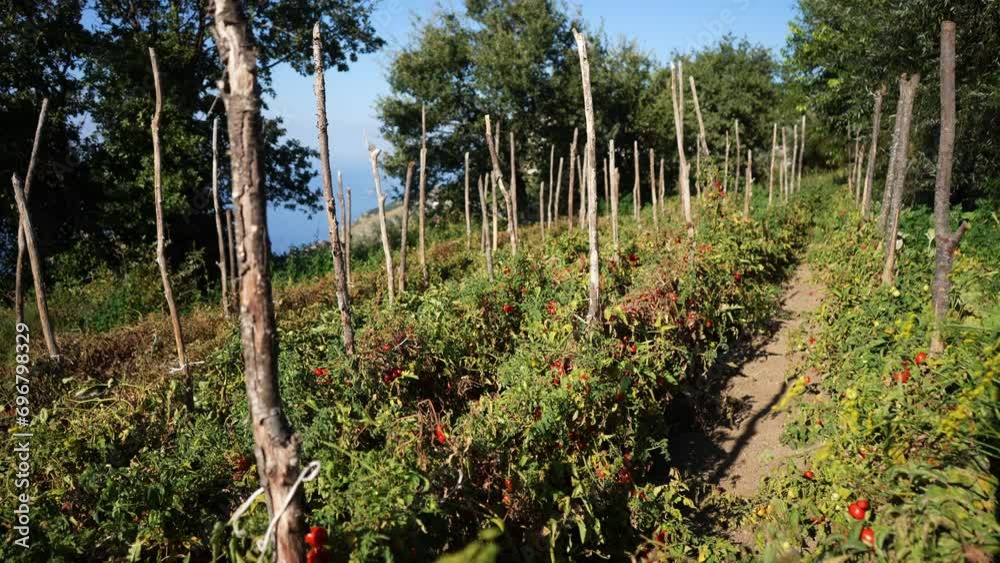 Growing tomatoes in Agerola mountains on Amalfi Coast on summer sunny day. Tomato tree that has lots of ripe red tomatoes and ready to be harvested. Ripe red tomatoes hanging on tomato tree, nobody. Growing tomatoes in Agerola mountains on Amalfi Coast on summer sunny day. Tomato tree that has lots of ripe red tomatoes and ready to be harvested. Ripe red tomatoes hanging on tomato tree, nobody.
