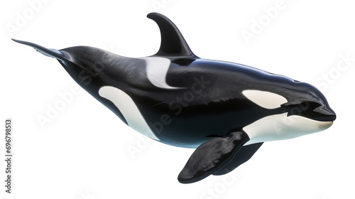 An orca whale swimming in the sea water isolated on a white background