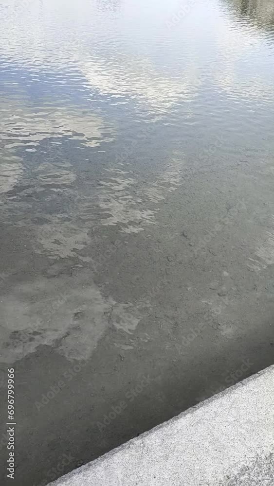 水が溜まっている田んぼの …