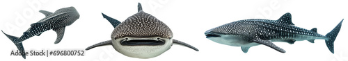 Whale shark bundle (front, side and top view) isolated on a transparent background, marine animal collection