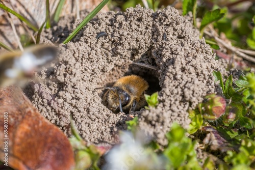 Single female mining bee in her hole on the ground