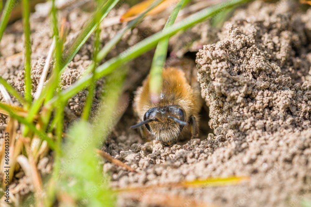 Single female mining bee in her hole on the ground Single female mining bee in her hole on the ground