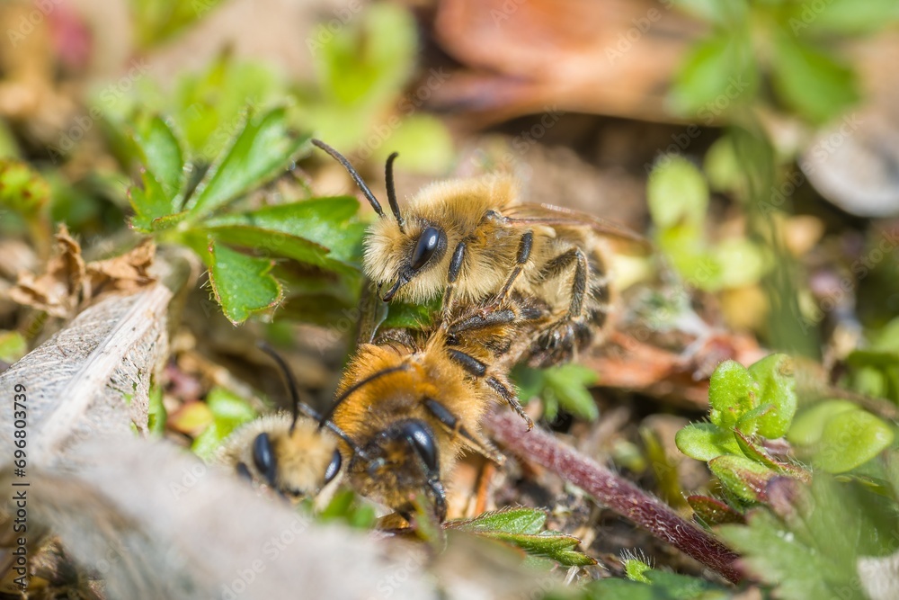 Earth bees females and males on the ground during reproduction and love play, Germany Earth bees females and males on the ground during reproduction and love play, Germany