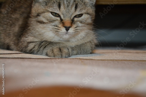 Macro photography of a british shorthair cat photo