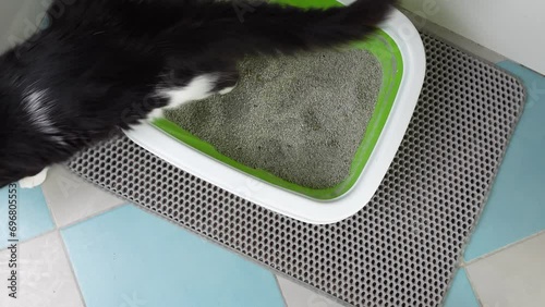 Cute domestic cat cleans up the Kitty toilet, pees, digs cat litter in the tray and play with its paw