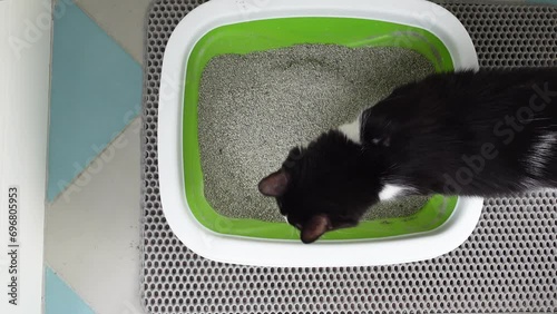 Cute domestic cat cleans up the Kitty toilet, pees, digs cat litter in the tray and play with its paw photo