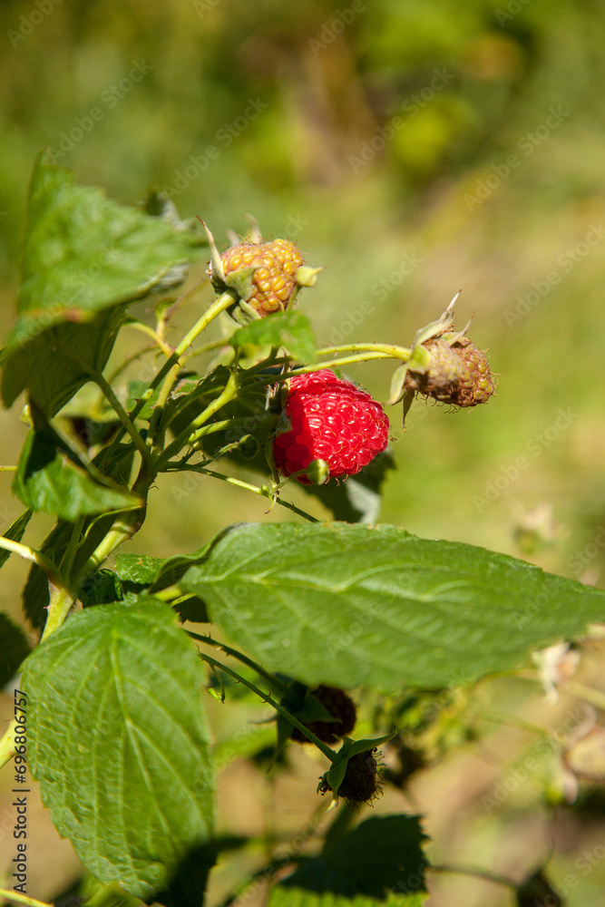 Ripe and unripe raspberry in the fruit garden. Growing natural bush of raspberry. Branch of raspberry in sunlight. Ripe and unripe raspberry in the fruit garden. Growing natural bush of raspberry. Branch of raspberry in sunlight.