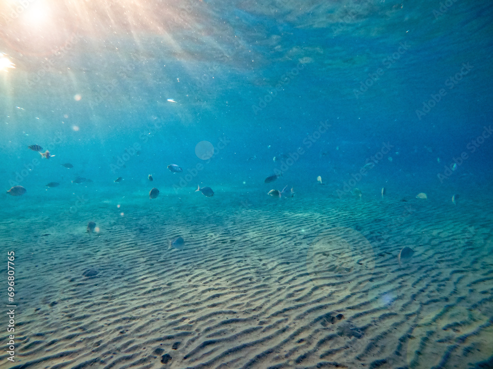 Fototapeta premium Shoal of Sargos or White Seabream swimming at the coral reef in the Red Sea, Egypt..