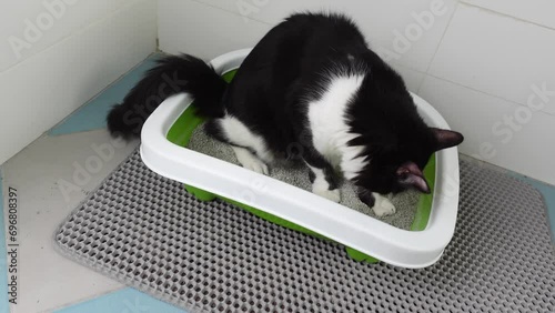 Cute domestic cat cleans up the Kitty toilet, pees, digs cat litter in the tray and play with its paw photo