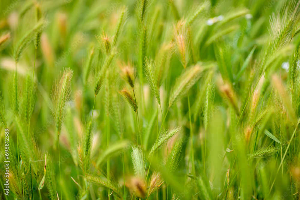PLANTA SILVESTRE DE CEBADILLA RATONERA (Hordeum Marinuru) PLANTA SILVESTRE DE CEBADILLA RATONERA (Hordeum Marinuru)
