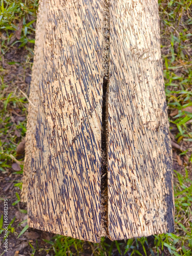 Palmwood for making furniture. cut it in the garden. split palmwood. photo