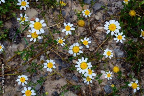 PLANTA DE MANZANILLA BASTARDA (Anthemis Arvensis)