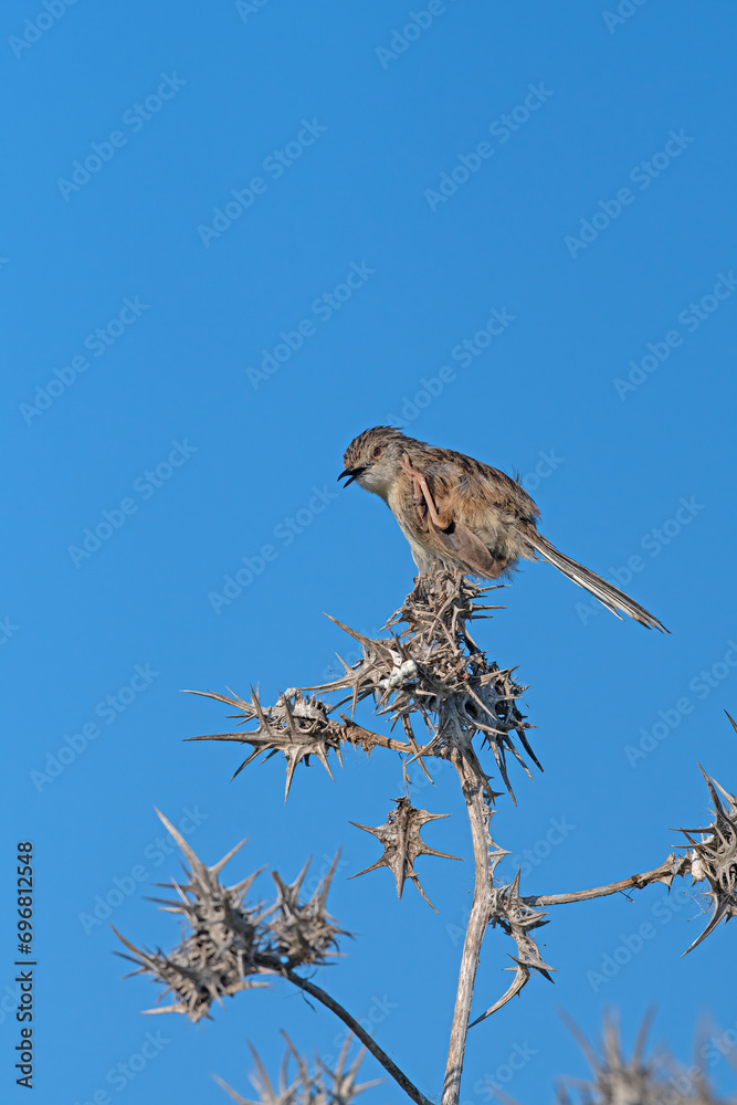 Delicate prinia, Prinia lepida on dried thorn branch. Delicate prinia, Prinia lepida on dried thorn branch.
