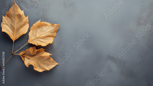 Autumn dried leaf on a grey background with copy space