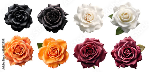 Fototapeta Naklejka Na Ścianę i Meble -  Collection set of black white orange burgundy stalk of rose roses flower floral top view on transparent background cutout, PNG file. Mockup template artwork graphic design