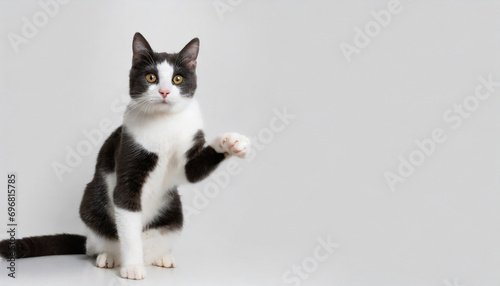 A cat giving high five white background,copy space.Banner,advertisement. photo